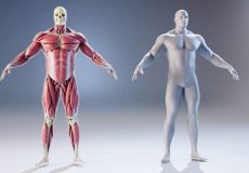 ابزار Procedural Anatomy